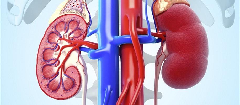 Kidney Transplant Rejection Details